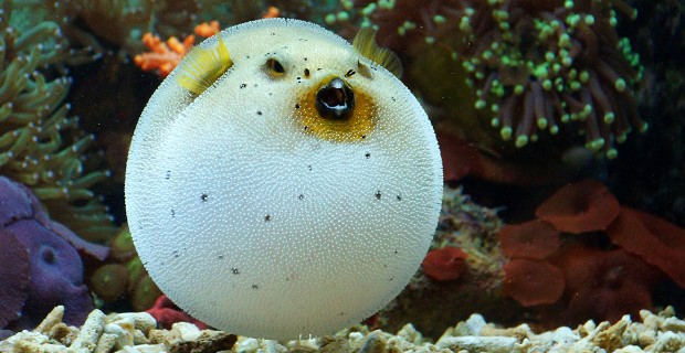 Bild von einem pufferfish